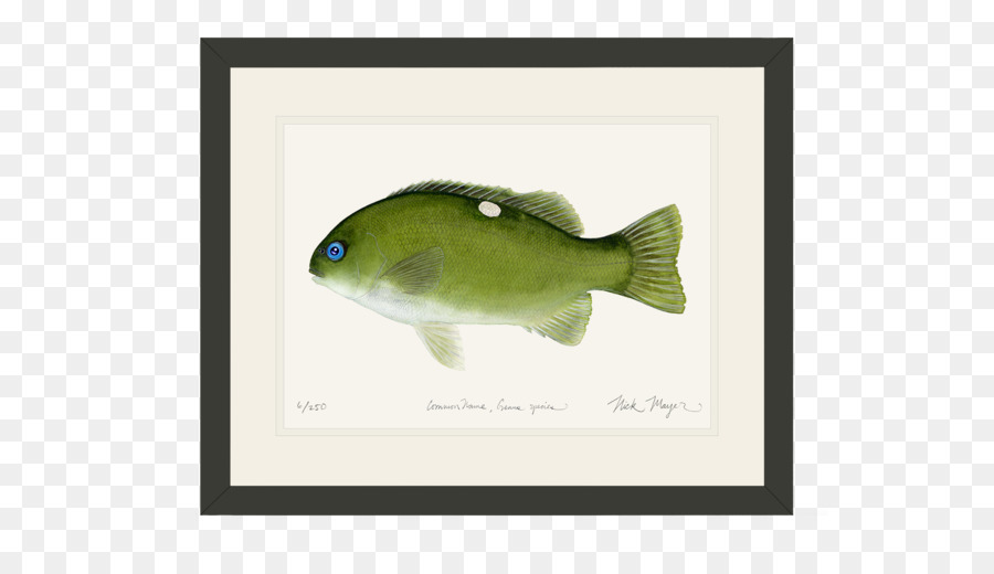 Largemouth Bass，Bass PNG