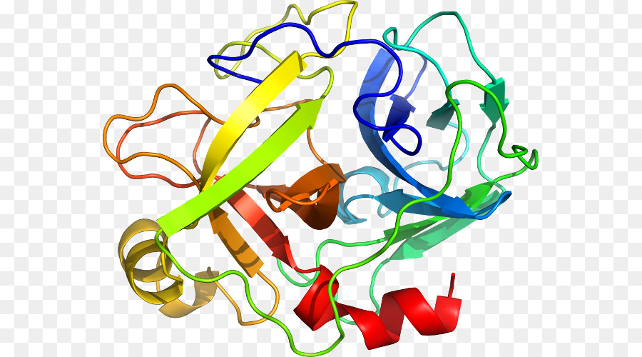 Struktur Protein，Biologi PNG