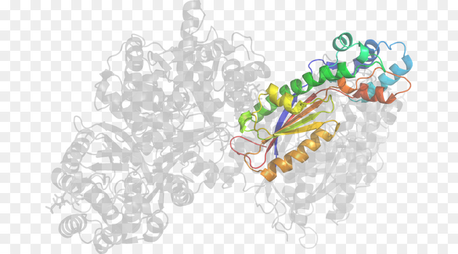 Struktur Protein，Molekul PNG