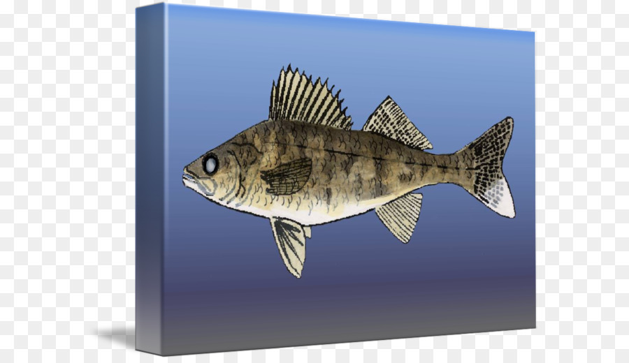 Fauna，Ikan PNG