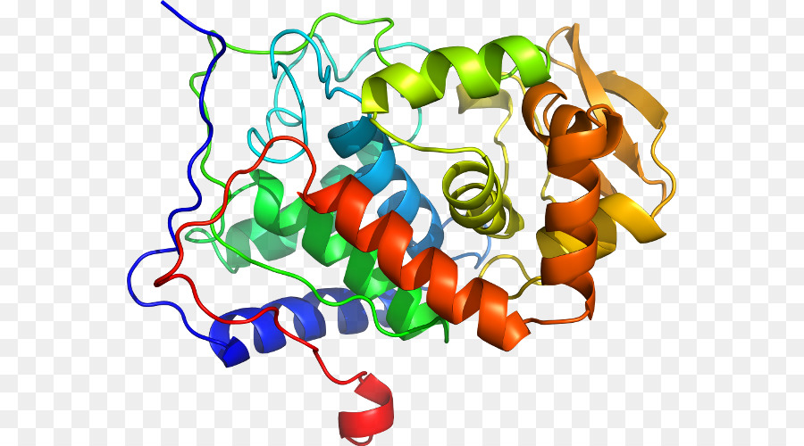 Struktur Protein，Molekul PNG