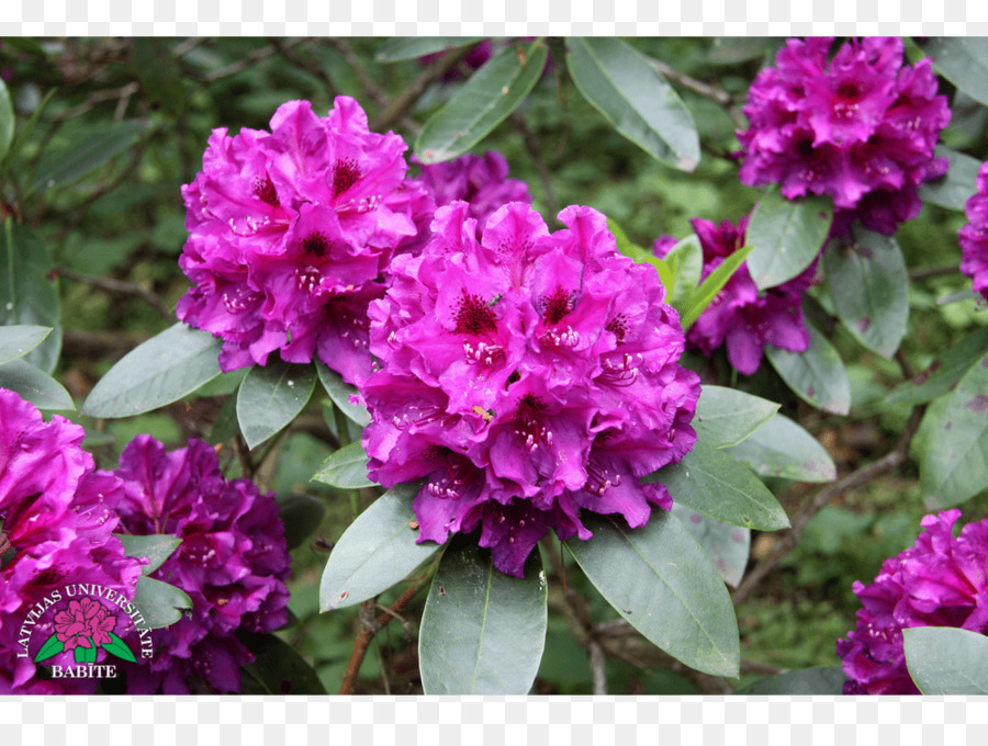 Azalea，Rhododendron PNG