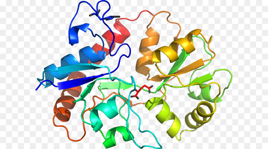 Struktur Protein，Molekul PNG