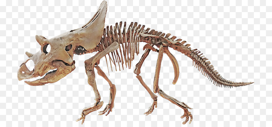 Agujaceratops，Cretaceous Akhir PNG