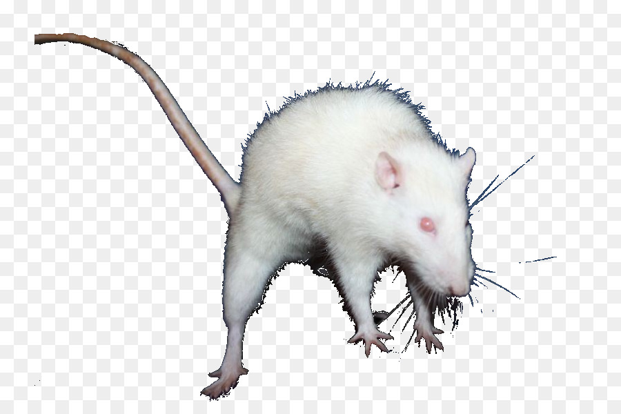 Forum Internet，Umum Opossum PNG