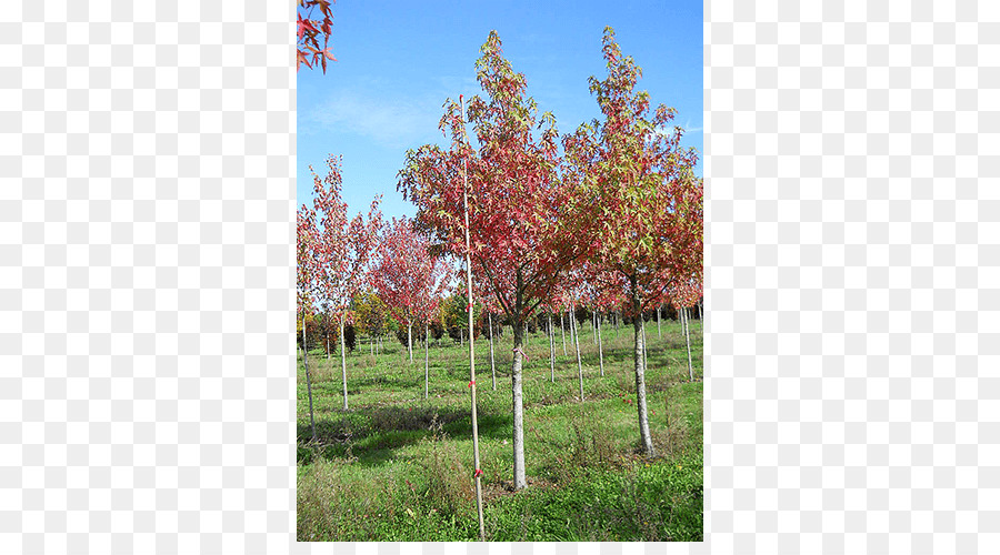 Gula Maple，Pohon PNG