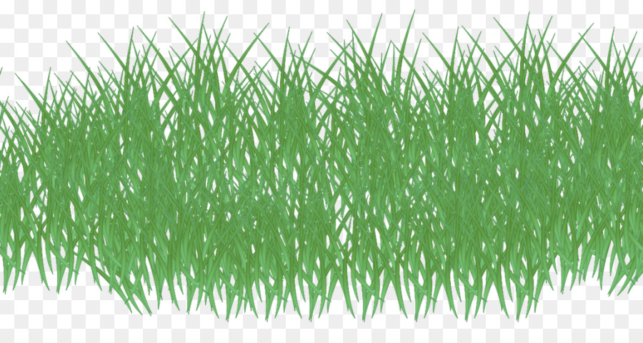 Vetiver，Wheatgrass PNG