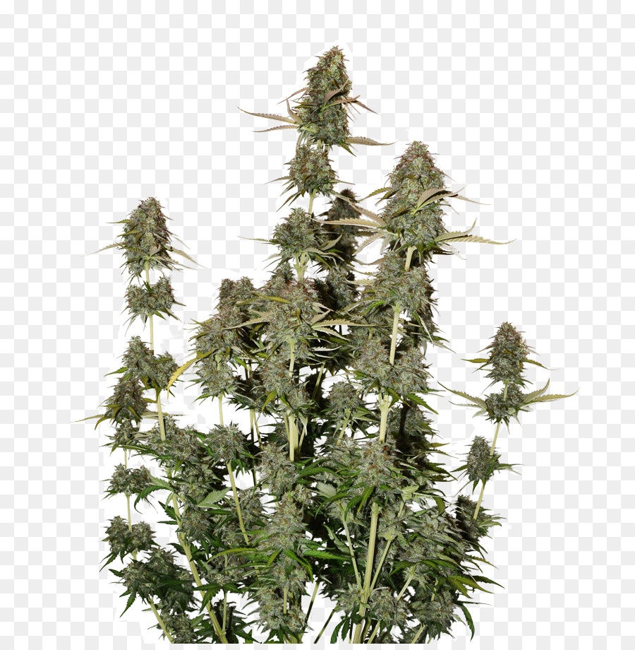 Autoflowering Ganja，Benih PNG