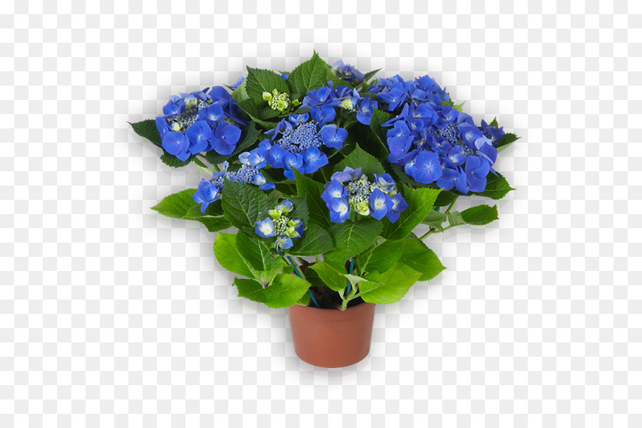 Hydrangea Biru，Tanaman Pot PNG