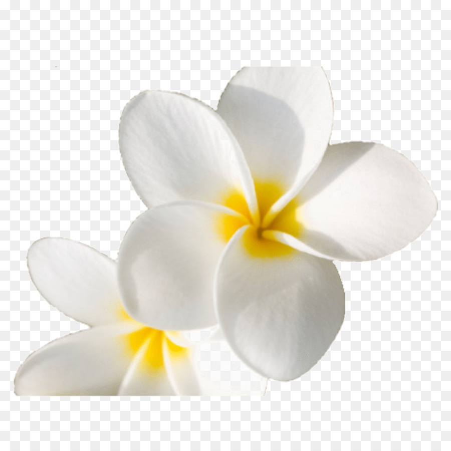 Bunga Plumeria，Mekar PNG