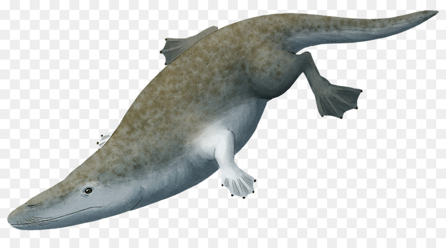Rodhocetus，Ambulocetus PNG