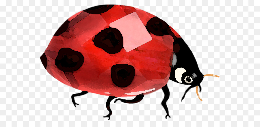 Kumbang, Lady Bird gambar png