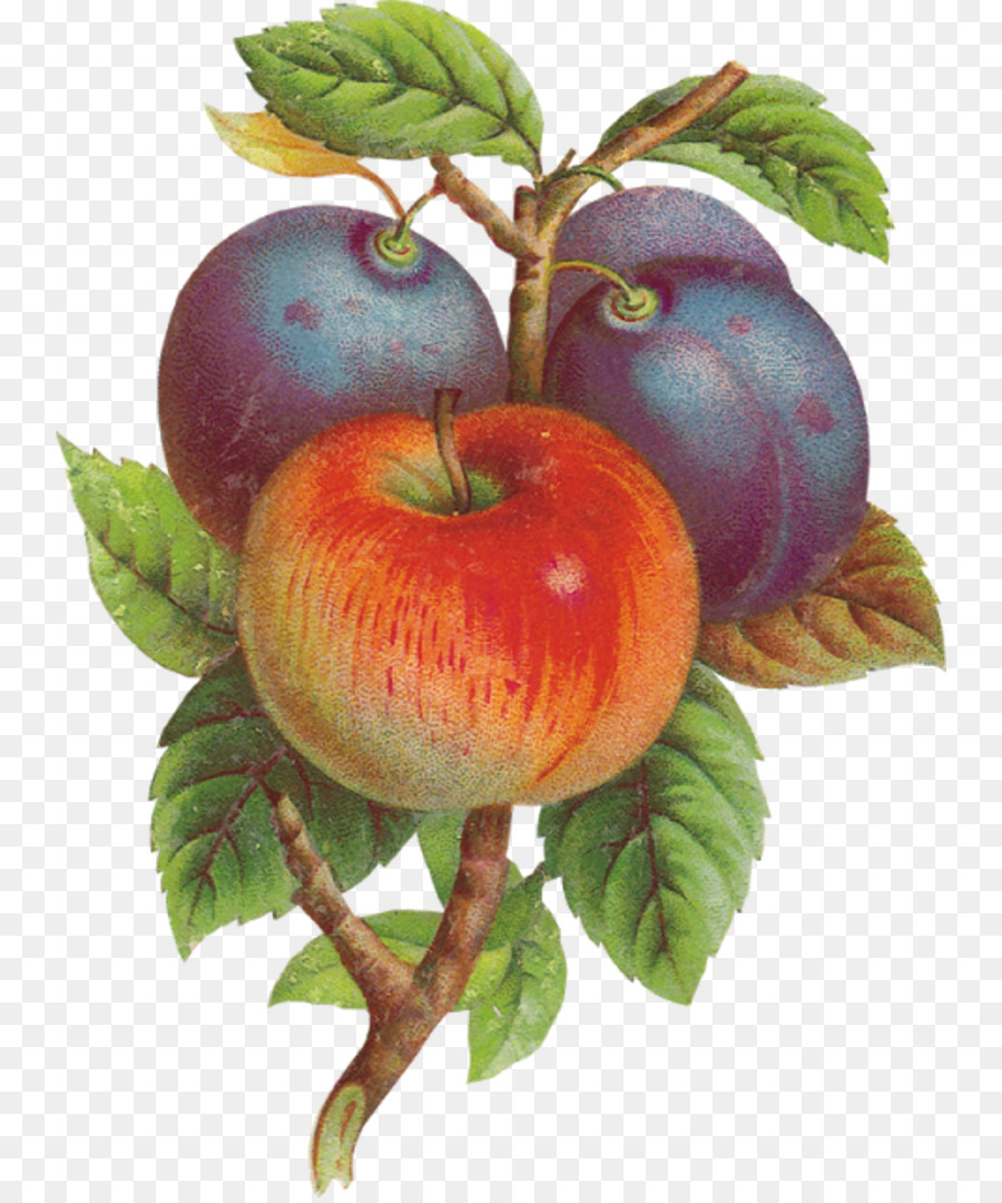 Apple，Sari Apel PNG