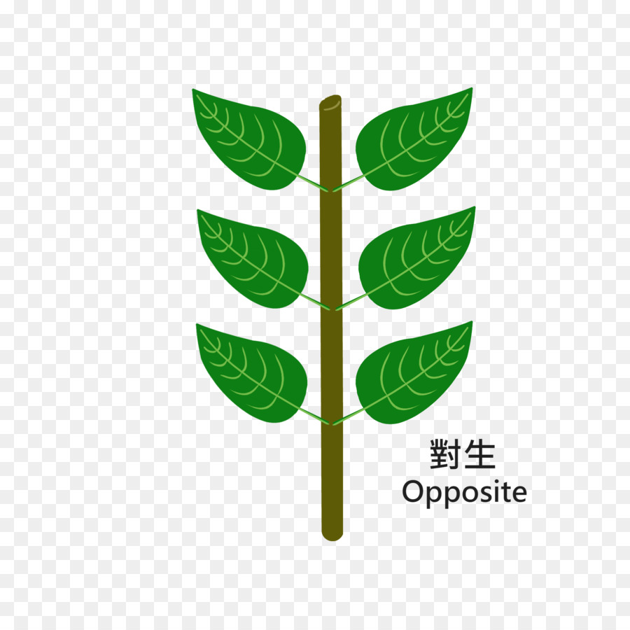 Daun，Logo PNG