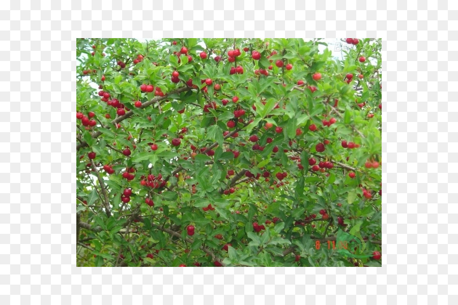 Barbados Cherry，Crataegus Pinnatifida PNG