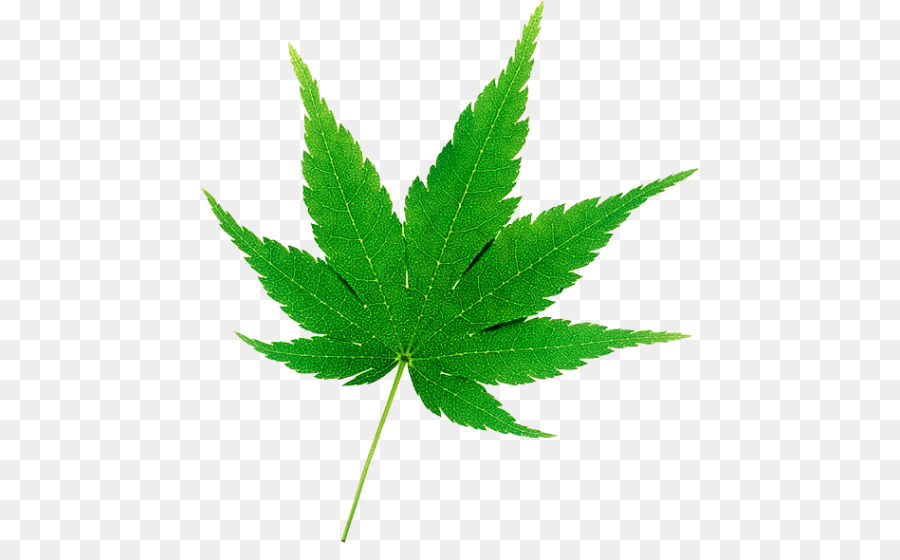 Daun Ganja，Ganja PNG