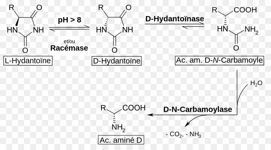 Racemization，Asam Amino PNG