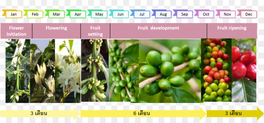 Paksong，Kopi PNG