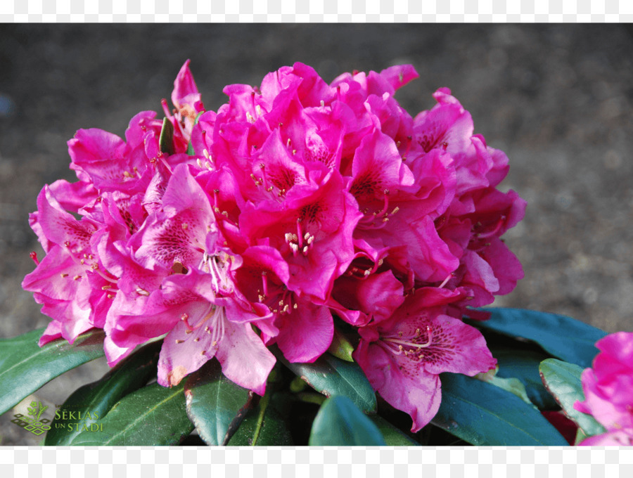 Azalea，Rhododendron PNG