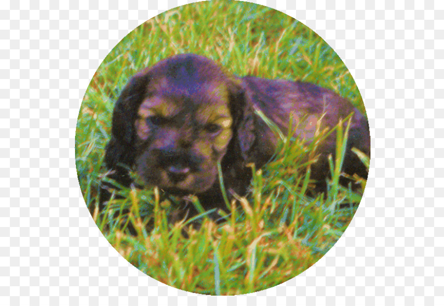 Boykin Spaniel，Sussex Spaniel PNG