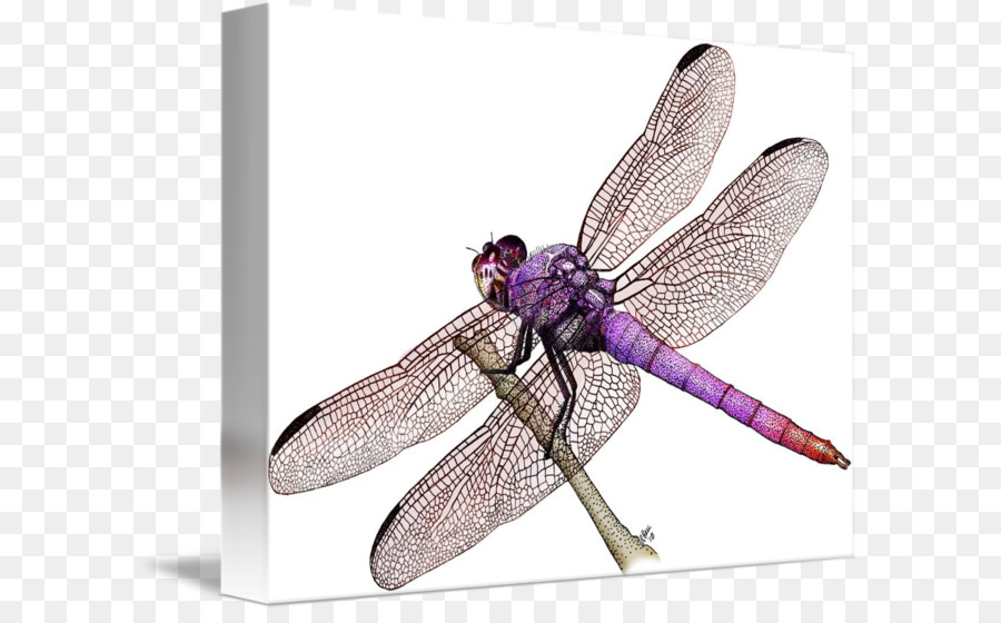 Roseate Skimmer，Gambar PNG