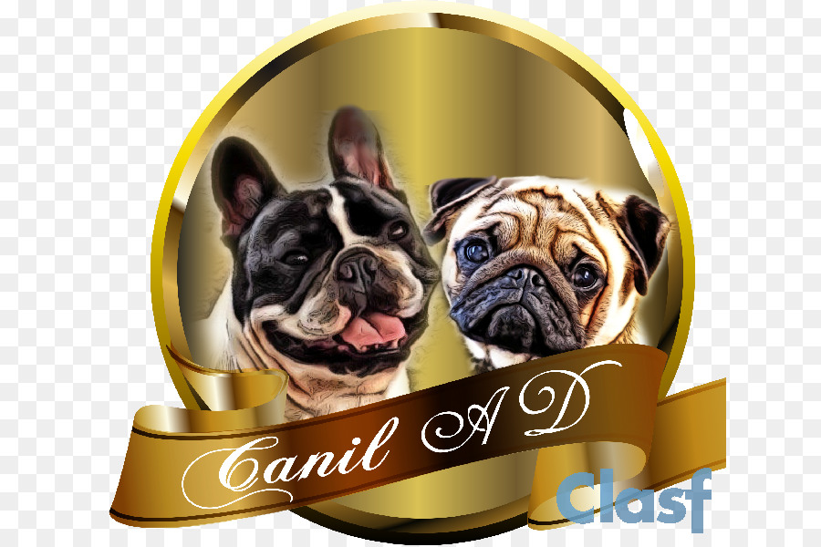 Bulldog Perancis，Pug PNG