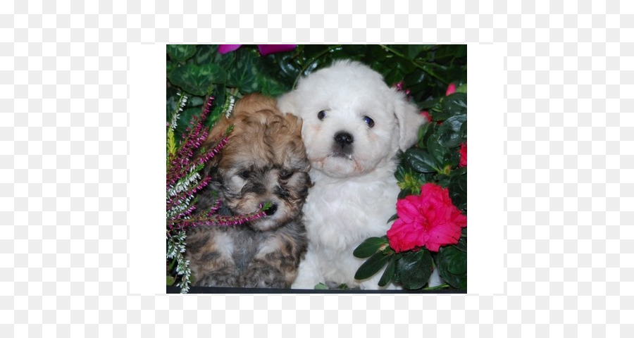 Anjing Maltese，Anjing Havanese Menarik PNG