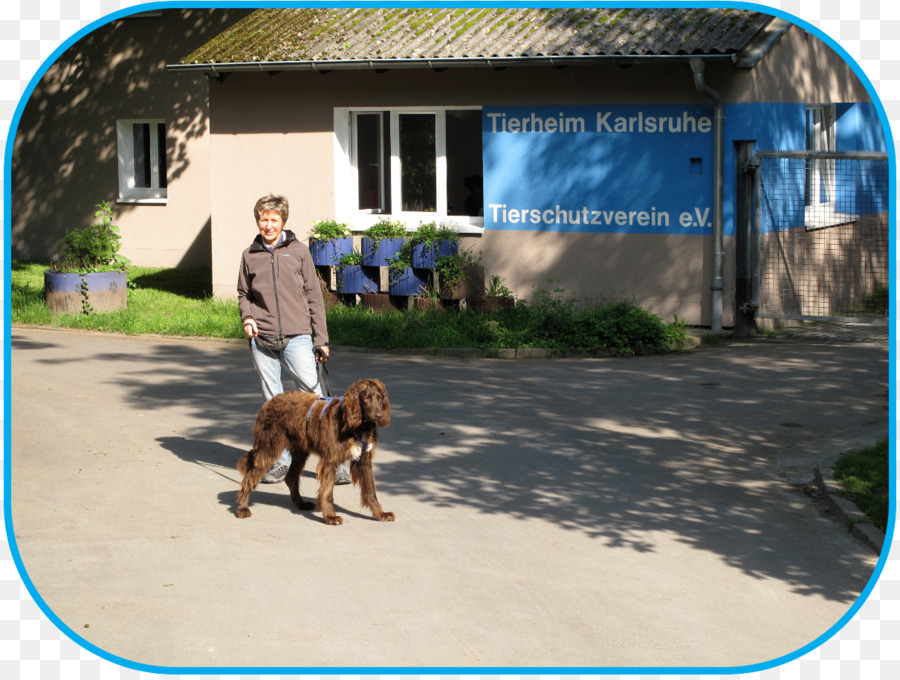 Anjing，Tierschutzverein Karlsruhe U Umgebung Ev PNG