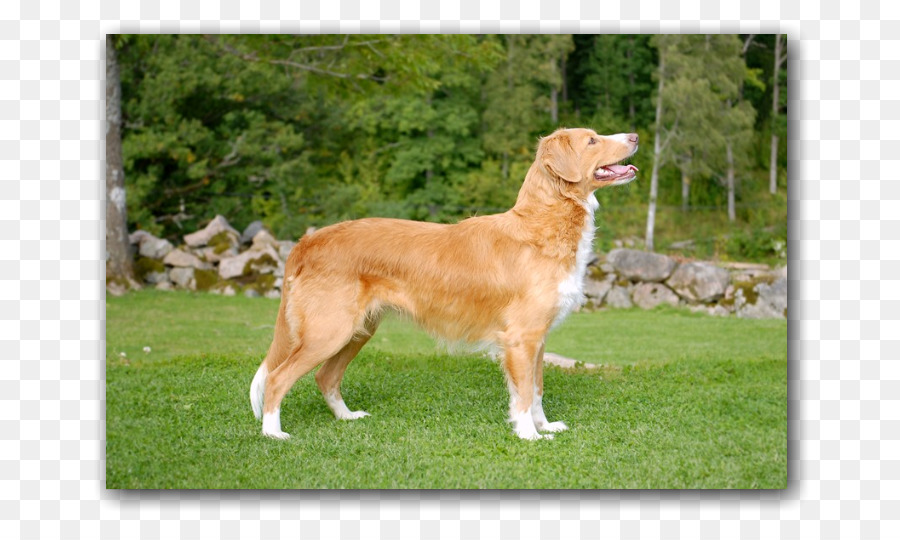 Nova Scotia Bebek Berdentang Retriever，Golden Retriever PNG