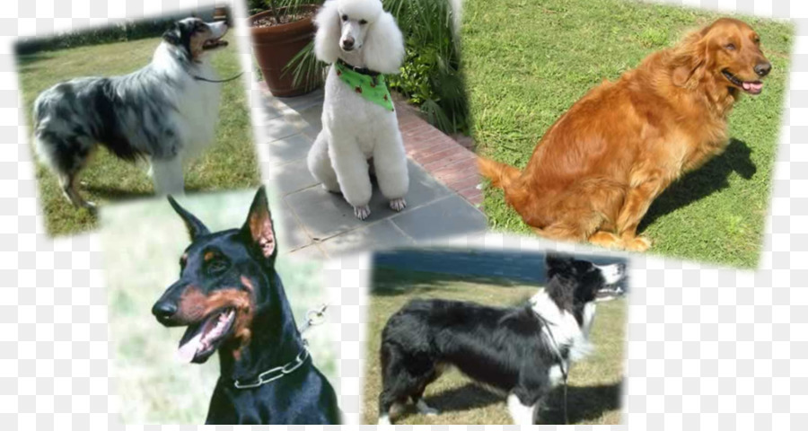 Anjing Berkembang Biak Border Collie Gembala Australia Gambar Png