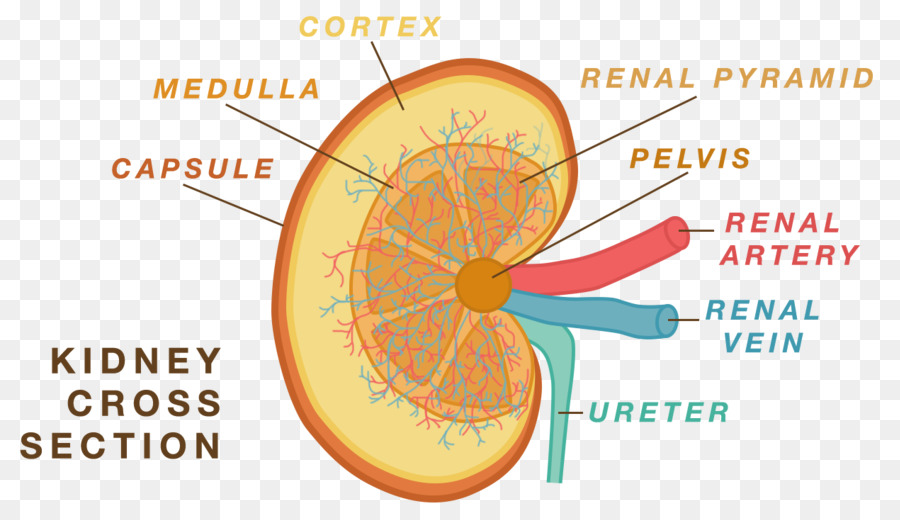 Download 940 Gambar Fisiologi Ginjal Keren 