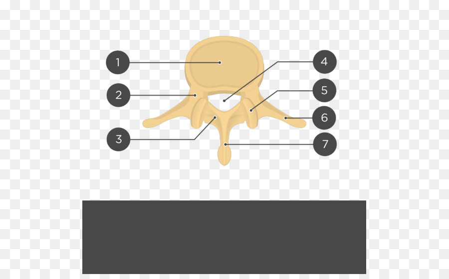 Diagram Tulang Belakang，Tulang Belakang PNG