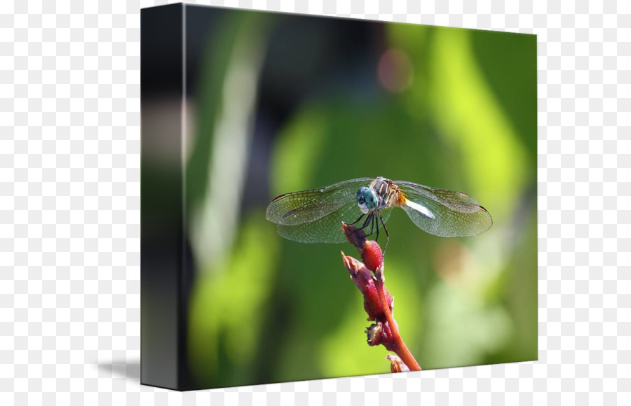 Capung，Damselflies PNG