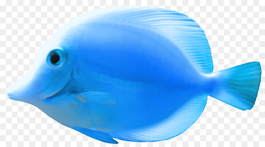 Ikan，Akuatik PNG