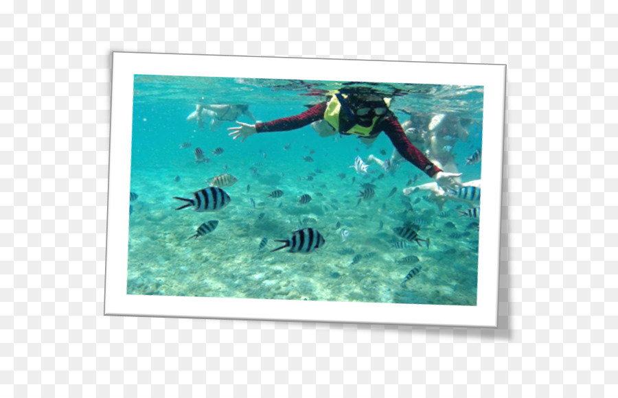 Bawah Air，Snorkelling PNG