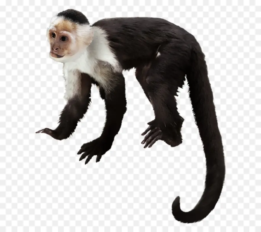Capuchin Monyet，Primata PNG