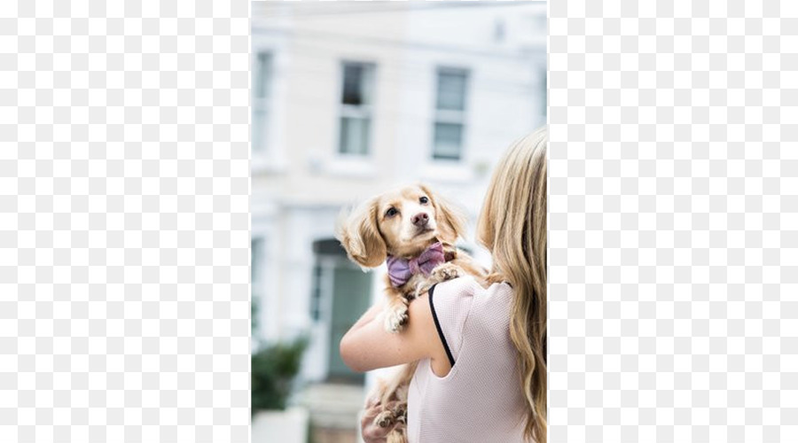 Anjing Berkembang Biak，Anjing Gembala Shetland PNG