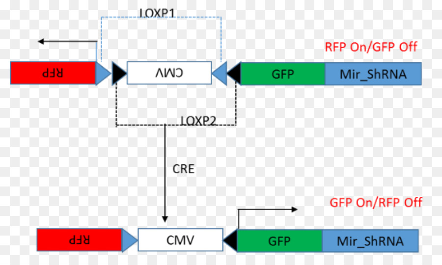 Crelox Rekombinasi，Cre Recombinase PNG