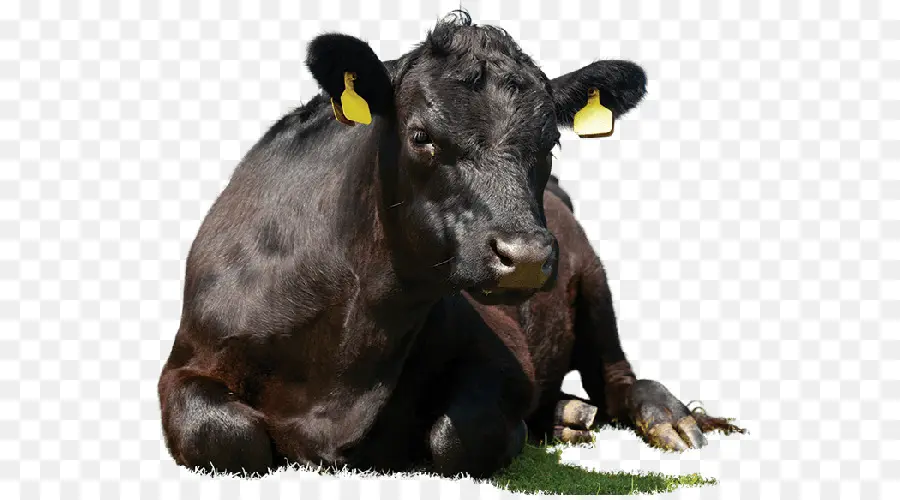 Sapi，Ternak PNG