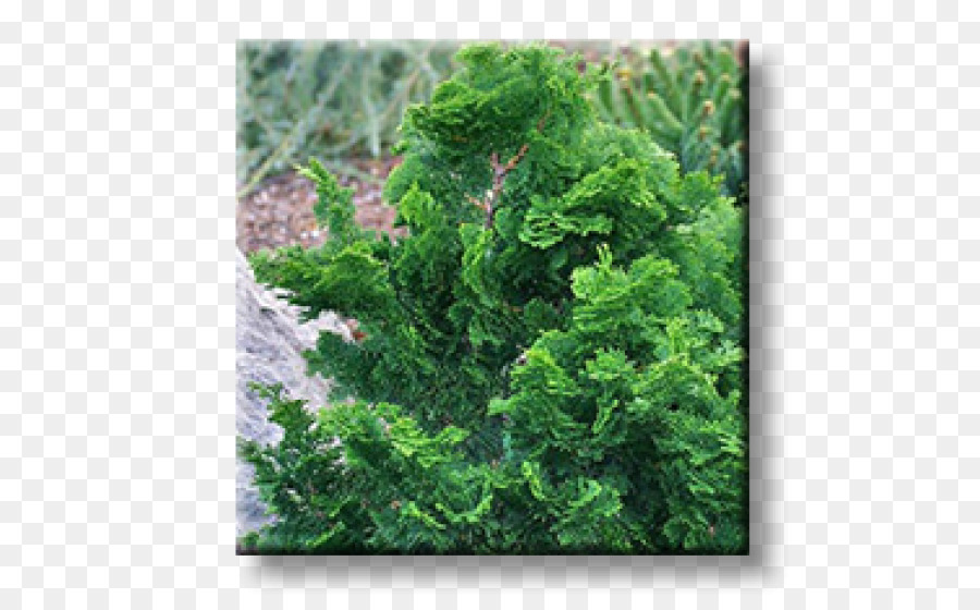 Arborvitae，Evergreen PNG