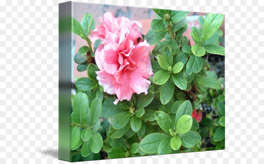 Azalea，Rhododendron PNG