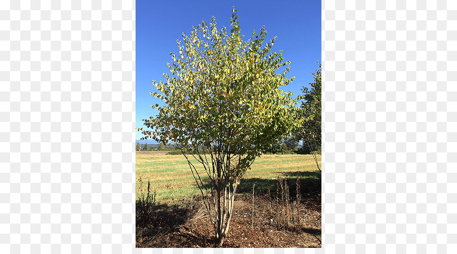 Oak，Pohon PNG