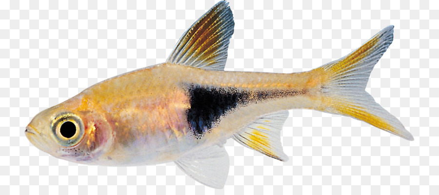 Ikan，Akuatik PNG