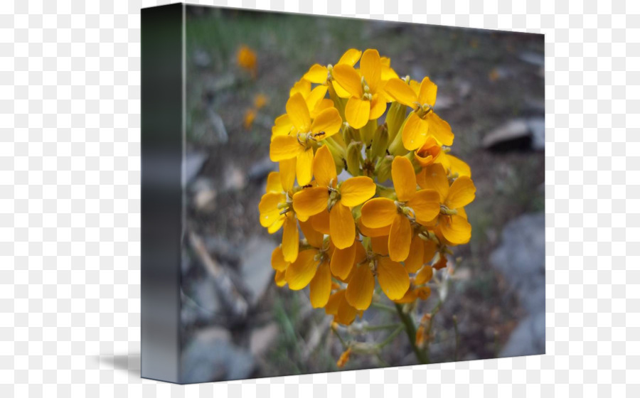 Wallflower，Bunga Liar PNG