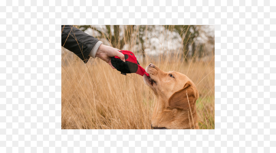 Golden Retriever，Anjing Berburu PNG