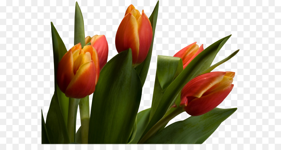 Tulip Kuning，Tulip PNG