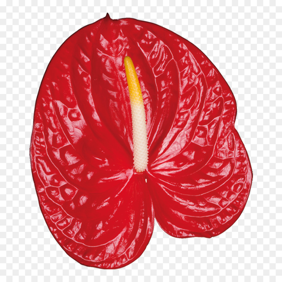 Anthurium Merah，Tropis PNG