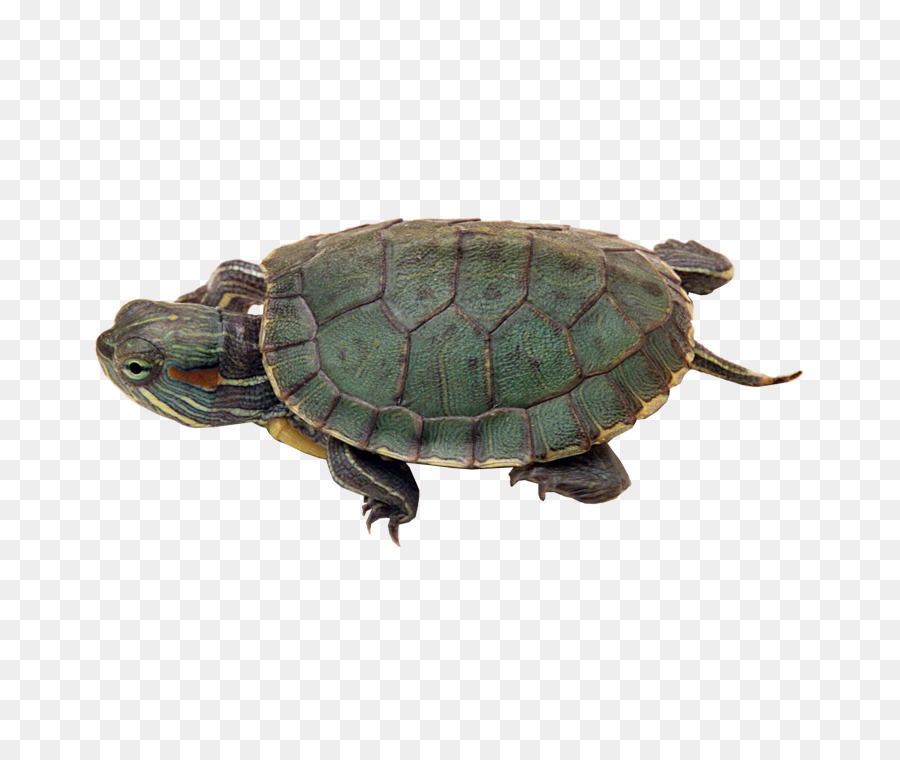 Reptil，Kura Kura PNG