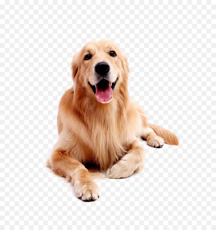 Anjing Golden Retriever，Anjing PNG