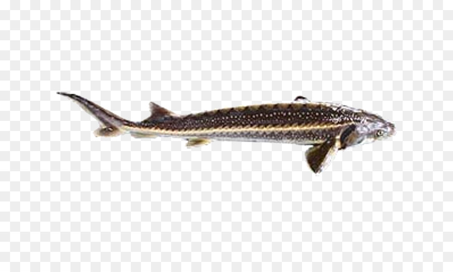 Ikan，Laut PNG